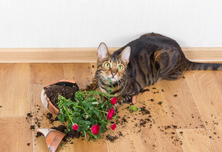 Kočka při rozbitém květináči s růžemi
