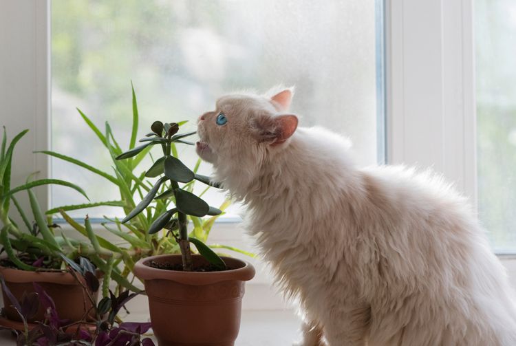 Kočka žerúca rostlinu v květináči