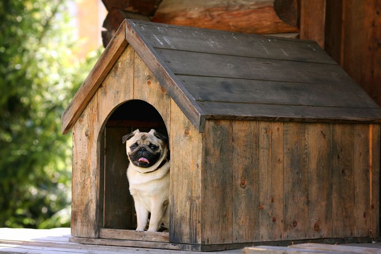 Jak vyrobit boudu pro psa