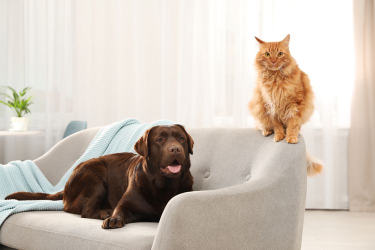 Kočka a pes na gauči
