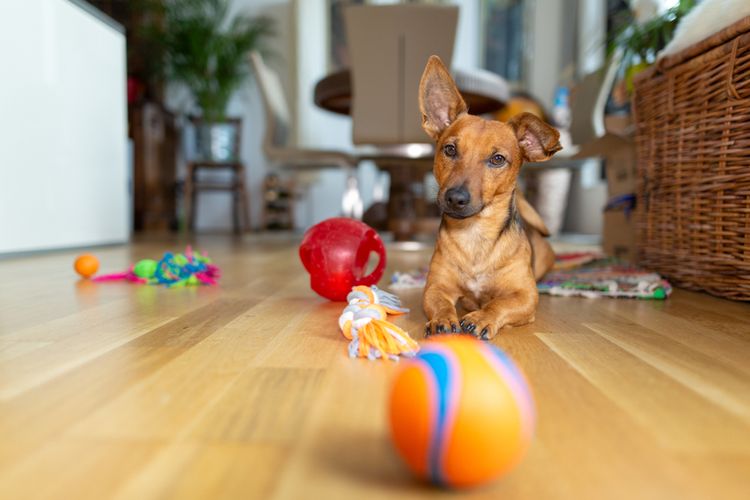 Malý hnědý pes obklopen hračkami