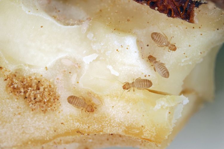 Veš papírová (pisivka) v novostavbě a v rodinném domě jak se jí