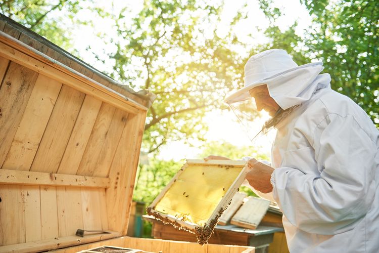 Domáci chov včiel a legislatíva