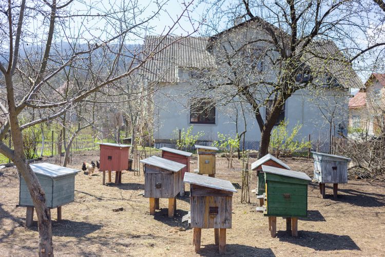 Pravidlá umiestnenia včelích úľov na záhrade