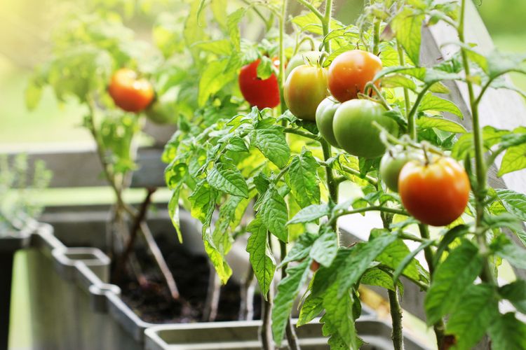 Hnojení rajčat pěstovaných na balkoně
