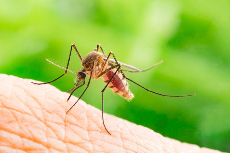 Jak se zbavit komárů?