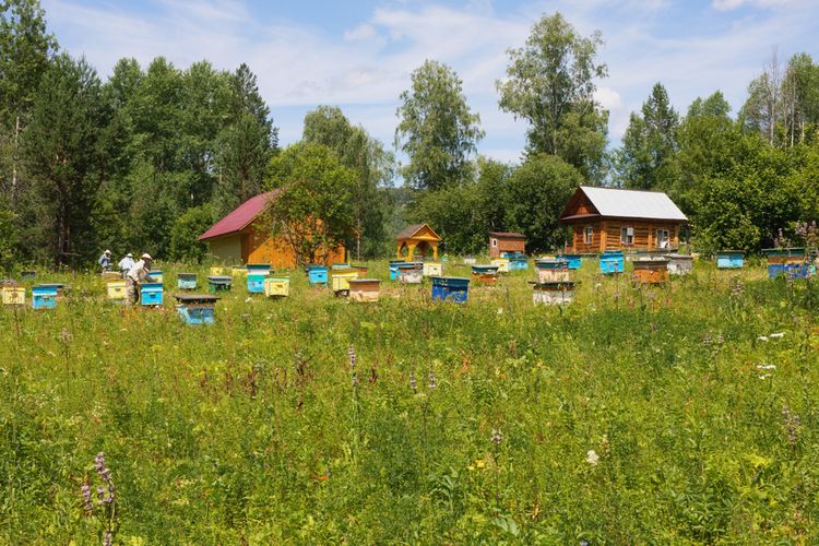 Správné umístění včelích úlů na louce