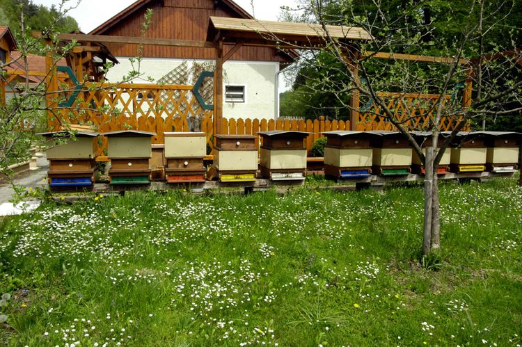 Včelí úly v zahradě u rodinného domu