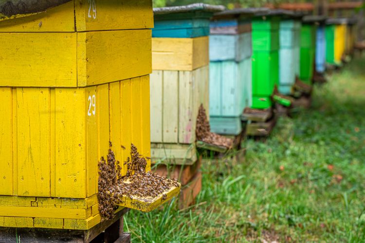 Kam umístit včelí úly?