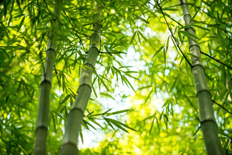 Existuje až 600 druhů bambusu