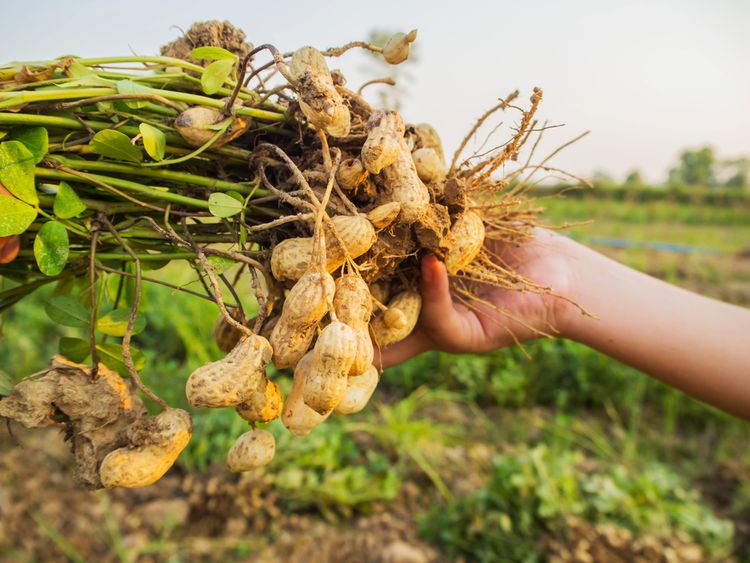 Jak se pěstují arašídy?