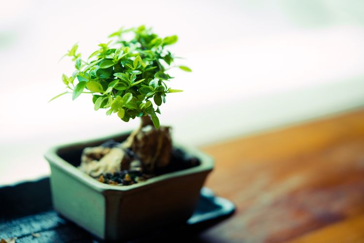 Jak rozmnožit bonsaj