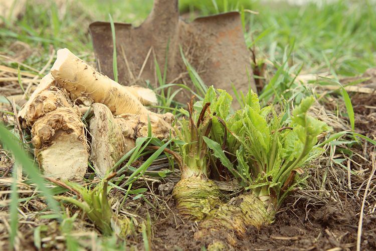 Domácí pěstování a vykopávání křenu v zahradě