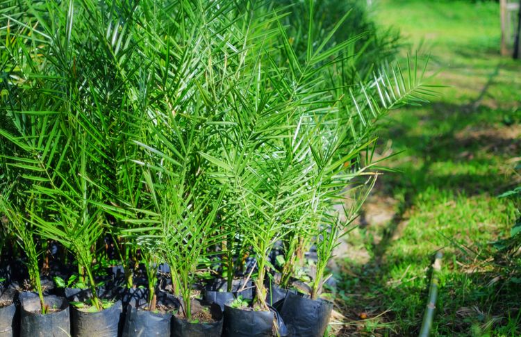 Pěstování palmy datlové ze semen