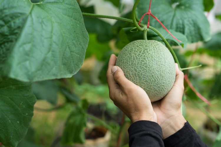Jak pěstovat meloun?