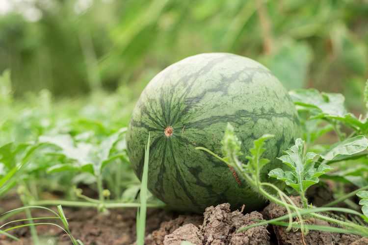 Vhodná půda a hnojení melounů
