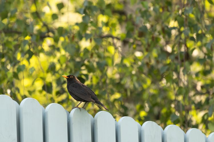 Drozd černý na plotě v zahradě