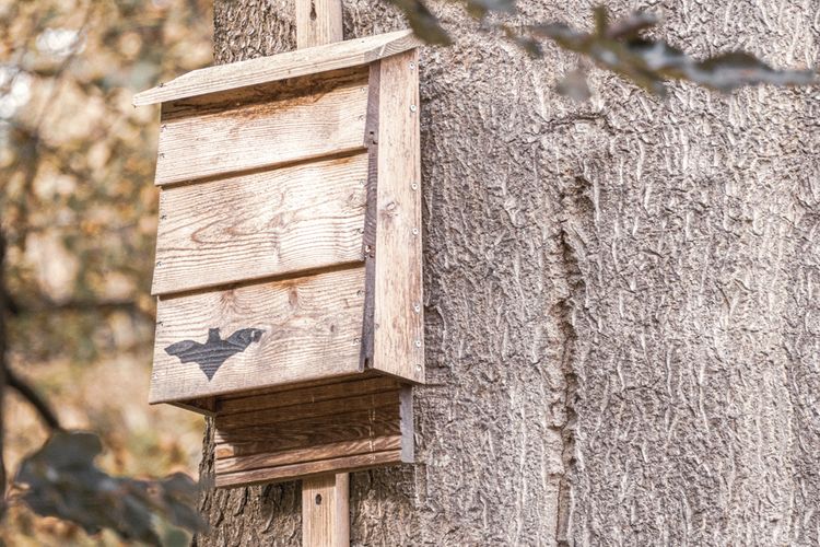 Jak postavit přístřešek pro netopýry