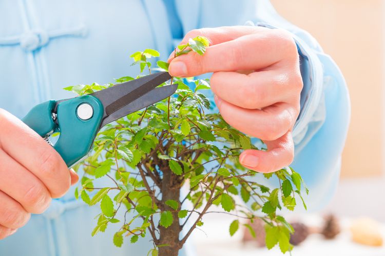 Zahradnické nůžky na bonsaje