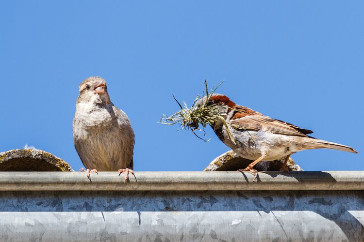 Vrabci budující si hnízdo na střeše