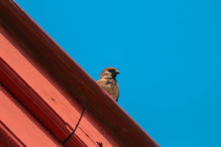 Vrabec na střeše rodinného domu