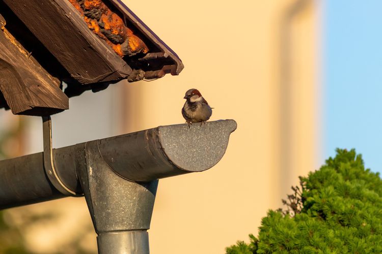 Jak vyhnat vrabci ze střechy?