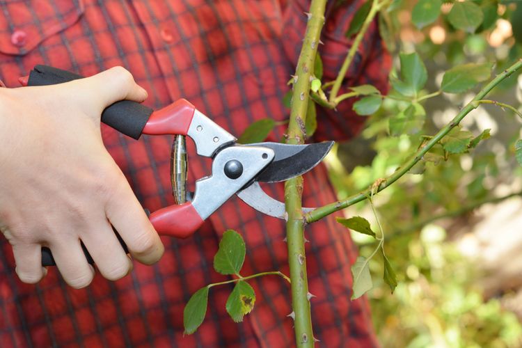 Jak vybrat zahradnické nůžky?