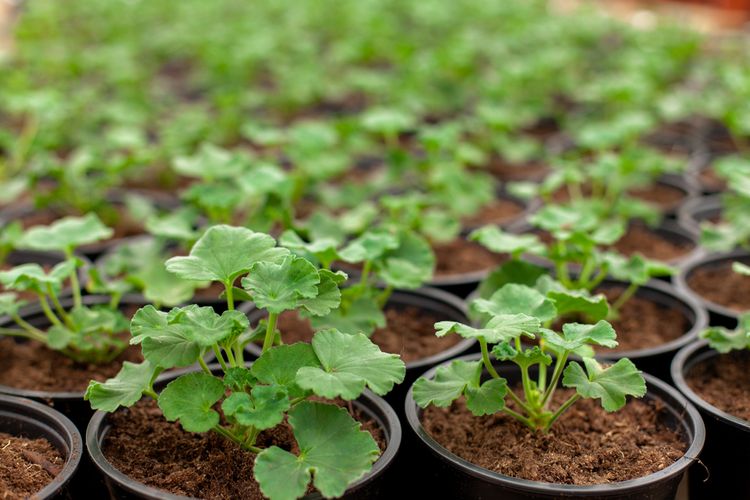 Muškáty – pěstování ze semene