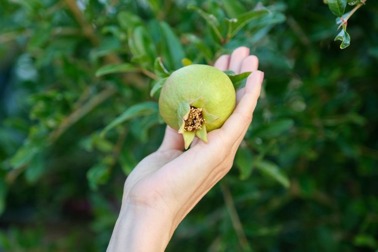 Plody granátového jablka pěstovaného venku