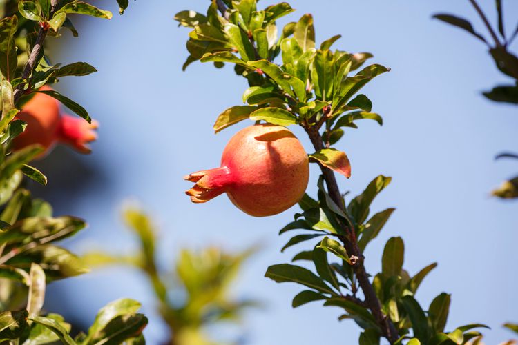 Jak pěstovat granátové jablko?