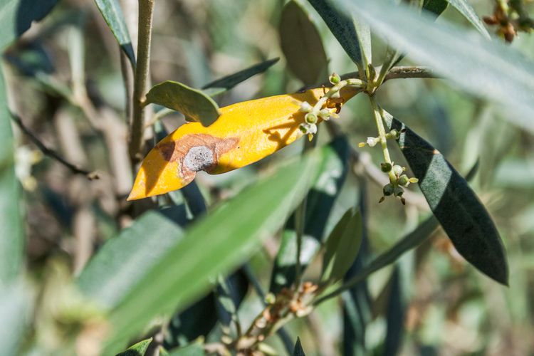 Žloutnutí listů olivovníku