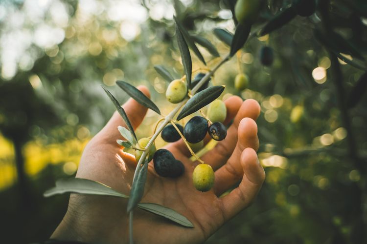 Jak pěstovat olivovník?
