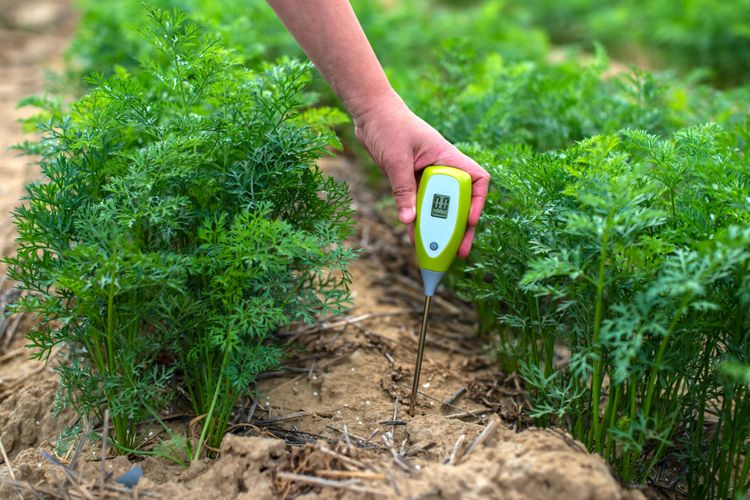 Měření pH půdy pomocí měřiče kyselosti půdy