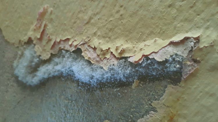 Škodlivá plíseň na betonové zdi