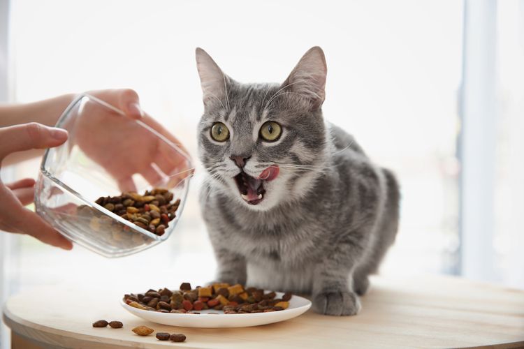 Jak vybrat nejlepší krmivo pro kočku?