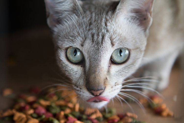 Složení krmiva pro kočky