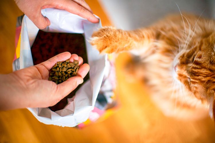 Kvalitní krmivo pro kočky – test