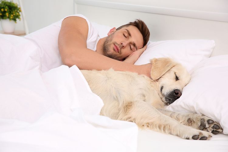 Pes v posteli se svým majitelem