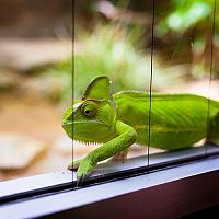 Jak zařídit terárium pro chameleona? Zařízení pro začátečníky