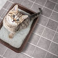 Kočičí toalety mohou být kryté a s filtrem. Nejlepší je silikátová podestýlka