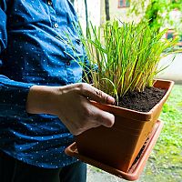 Pěstování voňatky – jak zakořenit citronovou trávu v květináči, rozmnožování, přezimování