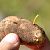 Jak se zbavit háďátka bramborového? Přípravky proti drátovcům, které fungují