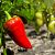 Pěstování papriky – sázení, hnojení, vylamování, choroby, škůdci