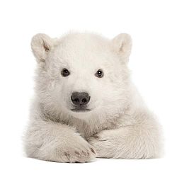 Nástěnná samolepka Dekornik Polar Bear