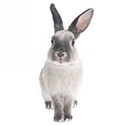 Nástěnná samolepka Dekornik Rabbit Harry