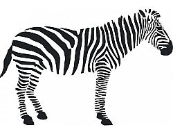 Samolepící dekorace Zebra