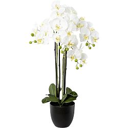 Umělá Rostlina Phalnopsis, V: 68cm