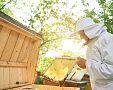 Chov včel a legislativa: Jaké jsou povinnosti včelaře?