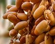 Datlovník – pěstování z kostky i odřezků. Jak vypěstovat palmu ze semena?