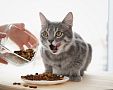 Kvalitní krmivo pro kočky nabízí Royal Canin, Whiskas, Purina i Carnilove – test, recenze, cena